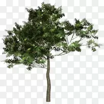 林木木本植物剪贴画-树