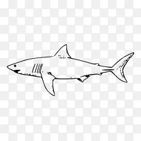 大白鲨虎鲨剪贴画-鲨鱼