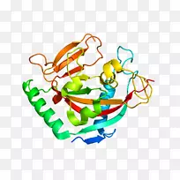 蛋白质结构基因
