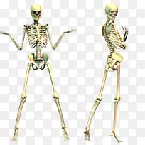 人体骨骼头骨剪贴术-骨骼