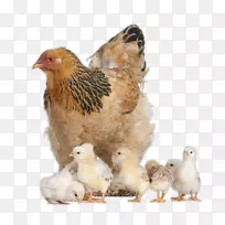 Brahma鸡，澳大利亚烤鸡，Wyandotte鸡，kifaranga，摄影