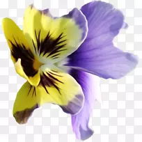 紫罗兰花夹艺术.紫罗兰