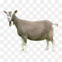 多哥堡山羊尼日利亚矮山羊oberhasli山羊俾格米山羊牛
