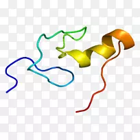 GATA1gata转录因子锌指蛋白