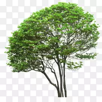 树数字图像剪贴画-树