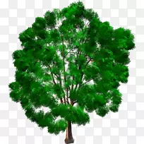 木本植物、松树、常绿针叶树、乔木