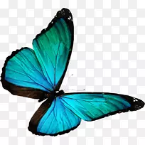 蝴蝶和飞蛾彩色摄影鸟