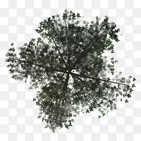 纹理映射树渲染α合成树