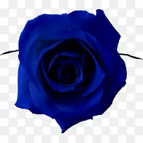蓝色玫瑰剪贴画-玫瑰