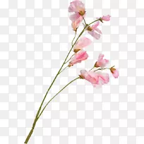 花卉植物茎花设计-花
