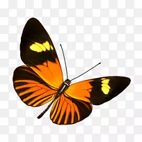 蝴蝶透明度和半透明信息剪辑艺术.蝴蝶