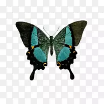 燕尾蝶绿色黑色燕尾夹艺术-蝴蝶