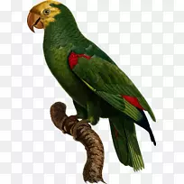 黄冠亚马逊鹦鹉宠物鸟