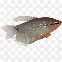 珍珠纤毛虫水族馆鱼三斑鱼