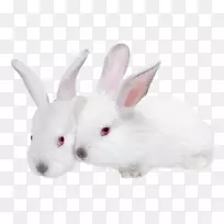 兔-兔