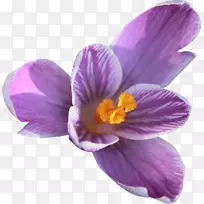 番红花紫罗兰科植物