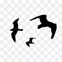 鸟类鹦鹉，野鸭，剪贴画-鸟