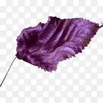 紫丁香紫色剪贴画.紫罗兰