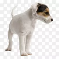杰克罗素小猎犬迷你狐狸猎犬狗日托宠物小狗