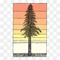 乔木海岸红木素描植物素描-树