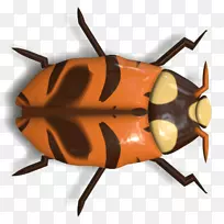 甲虫瓢虫动物甲虫
