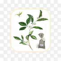 绿茶草本植物-绿茶