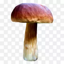 食用菌画药用真菌-蘑菇