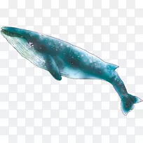 粗齿海豚海洋须鲸蓝鲸海豚