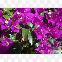 广花茉莉花(Jasminum Azoricum)植物花束