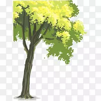 树木木本植物统计-树木
