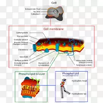 细胞膜生物膜细胞壁脂质双层
