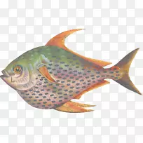 鱼蓝嘴鱼海洋生物黄尾琥珀鱼海产品-鱼