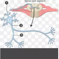 神经元神经系统胞体细胞人体神经结构