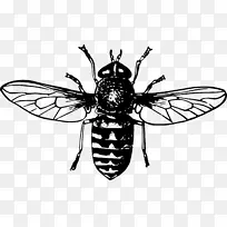 蜂王画蜜蜂剪贴画-蜜蜂