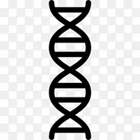 双螺旋：DNA核酸双螺旋染色体载体结构的发现