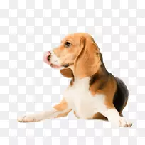 比格拉布拉多猎犬巴森吉犬品种-小狗