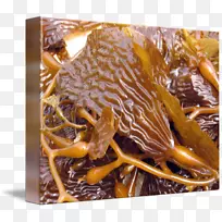 卷柏菜谱网-海藻