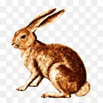 野兔，荷兰兔，棉尾兔，复古兔