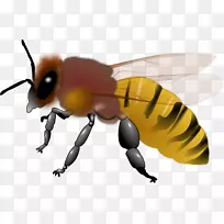 蜜蜂昆虫剪贴画-蜜蜂蜂蜜
