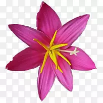 金红花紫罗兰科百合花