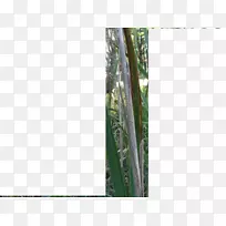 竹类植物茎系枯叶