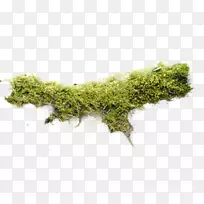 苔藓非维管束植物bash-html