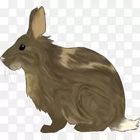 兔动物-兔无按钮PNG