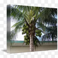 槟榔科，亚洲棕榈，特产椰子树，椰子树-绿椰子