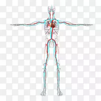 人体桡动脉-人体手臂血管-循环系统