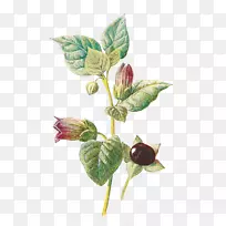 颠茄植物学植物花卉植物插图-浪漫茶花