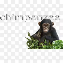 普通黑猩猩灵长类动物黑猩猩