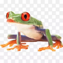 青蛙电脑图标剪贴画青蛙