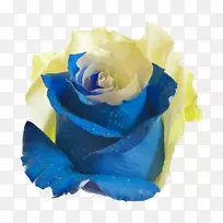 蓝玫瑰花园玫瑰花蜈蚣玫瑰黄色蓝色