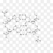 DNA连接酶核酸结构分子-DNA结构人